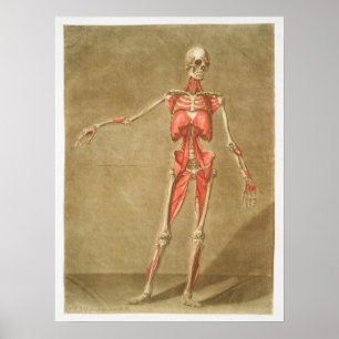 Affiche Vintage Antique Médicale Anatomie Diagramme anatom