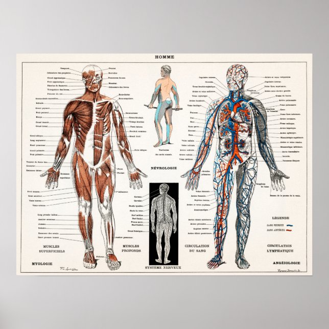 Affiche Vintage Antique Médicale Anatomie Diagramme anatom (Devant)