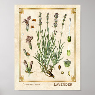 Affiche Vintage Art Herbal Lavender Fleur Botanique