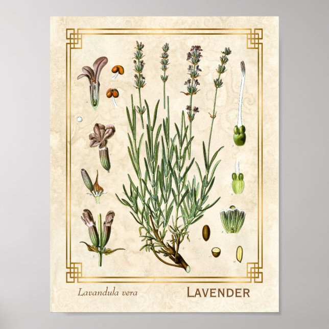 Affiche Vintage Art Herbal Lavender Fleur Botanique (Devant)