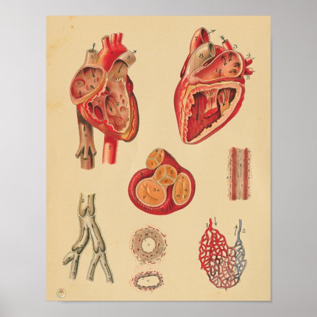 Affiche Vintage Artères cardiaques humaines Anatomie Graph (Devant)
