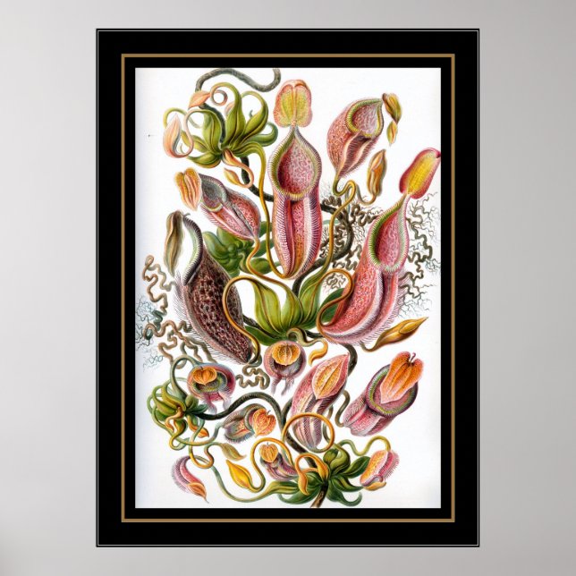 Affiche Vintage Artiste Ernst Haeckel Nepenthaceae (Devant)