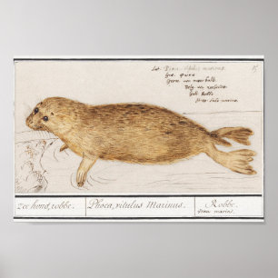 Affiche Vintage Baby Seal Illustration