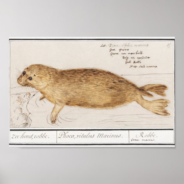 Affiche Vintage Baby Seal Illustration (Devant)