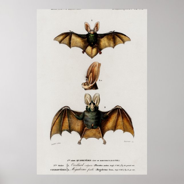 Affiche Vintage Bat Illustration (Devant)