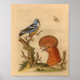 Affiche Vintage Bird Blue Orange Imprimer