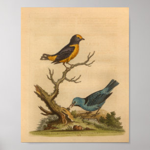 Affiche Vintage Bird Blue Orange Imprimer