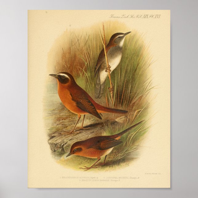 Affiche Vintage Bird Brown Blanc Imprimer (Devant)