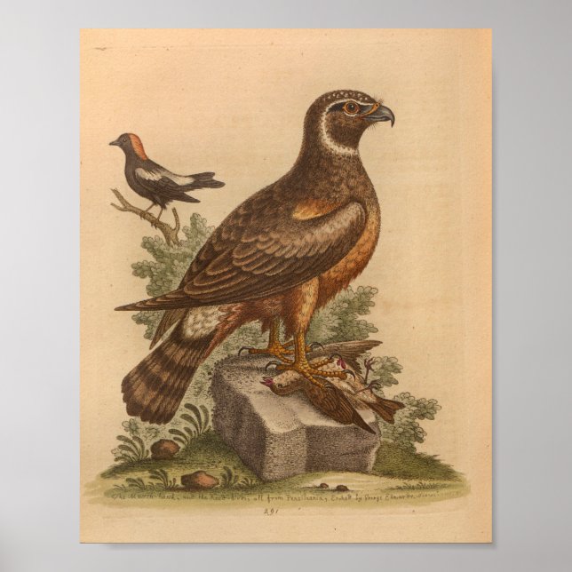Affiche Vintage Bird Brown Hawk Imprimer (Devant)