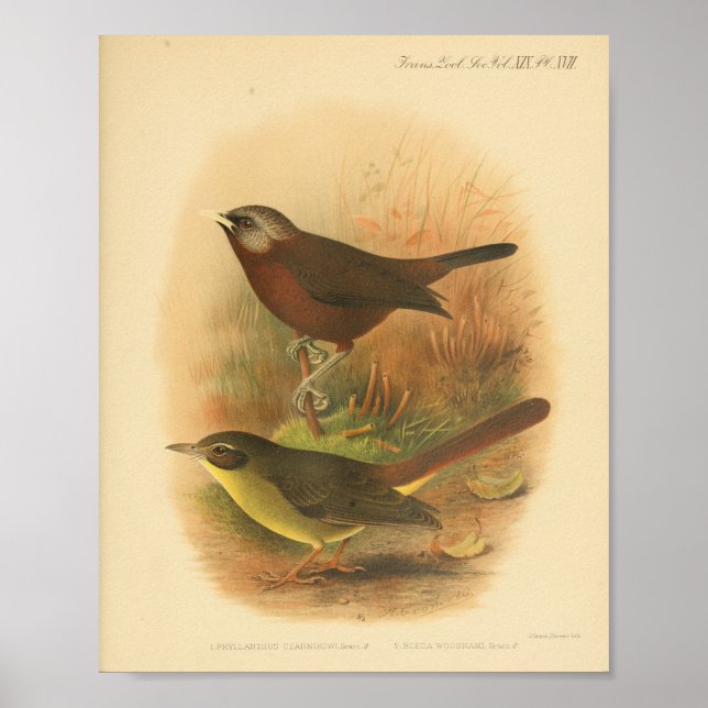 Affiche Vintage Bird Brown Jaune Imprimer (Devant)
