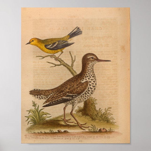 Affiche Vintage Bird Brown Jaune Imprimer (Devant)