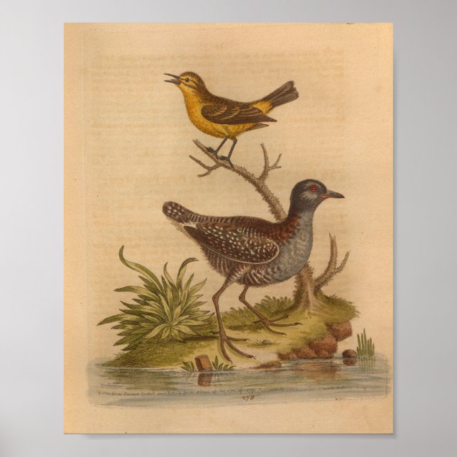 Affiche Vintage Bird Brown Jaune Imprimer (Devant)