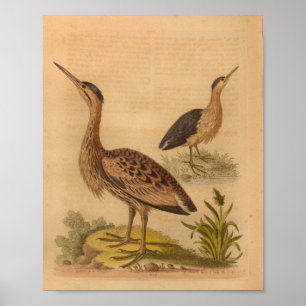Affiche Vintage Bird Brown plumes Imprimer