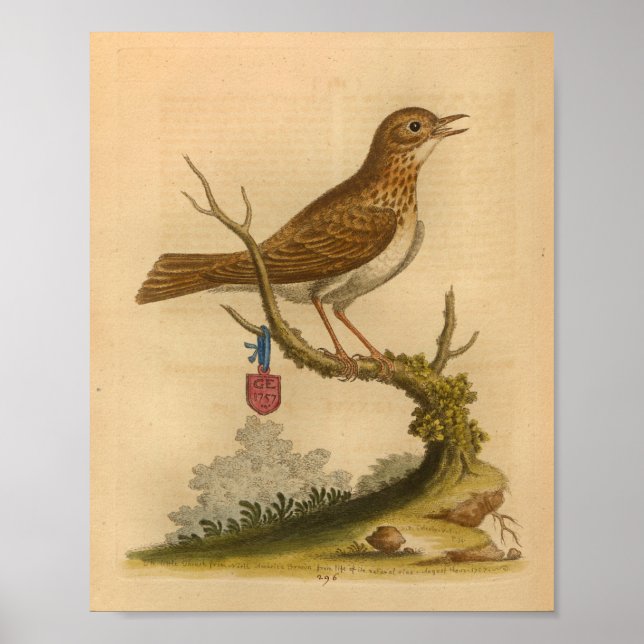 Affiche Vintage Bird Brown Speckled Imprimer (Devant)