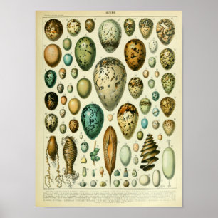 Affiche Vintage Bird Eggs Illustration