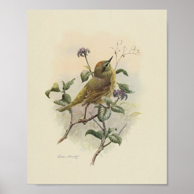 Affiche Vintage Bird Green Brown Imprimer (Devant)