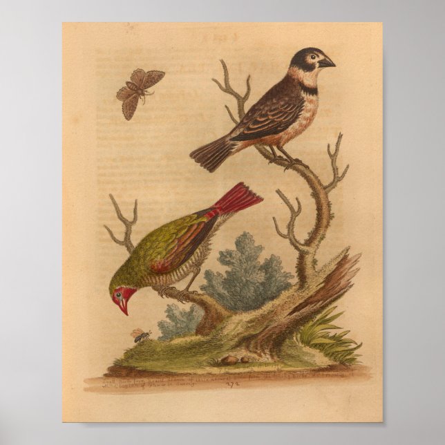 Affiche Vintage Bird Green Red Print (Devant)