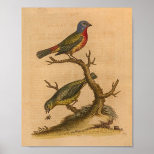Affiche Vintage Bird Green Red Print