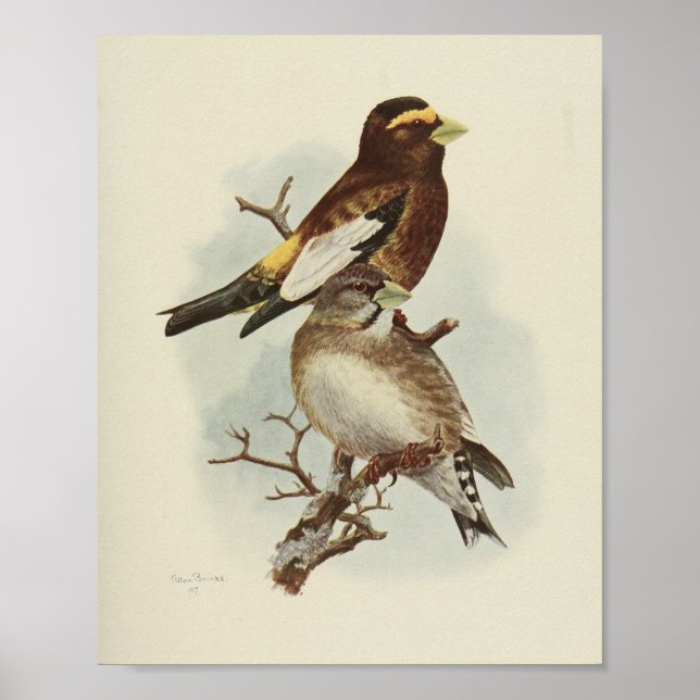 Affiche Vintage Bird Jaune Brown Imprimer (Devant)