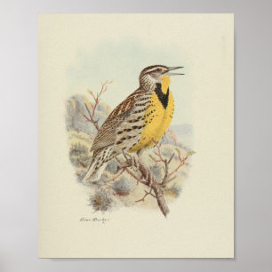 Affiche Vintage Bird Jaune Brown Specké Imprimer