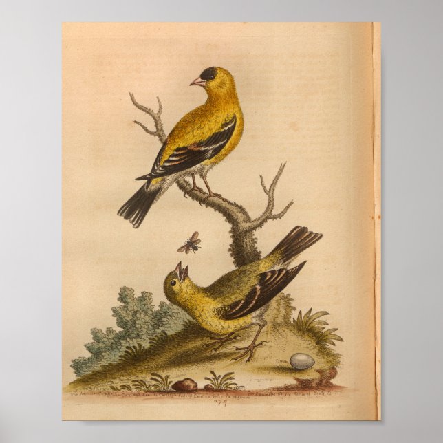 Affiche Vintage Bird Jaune noir (Devant)