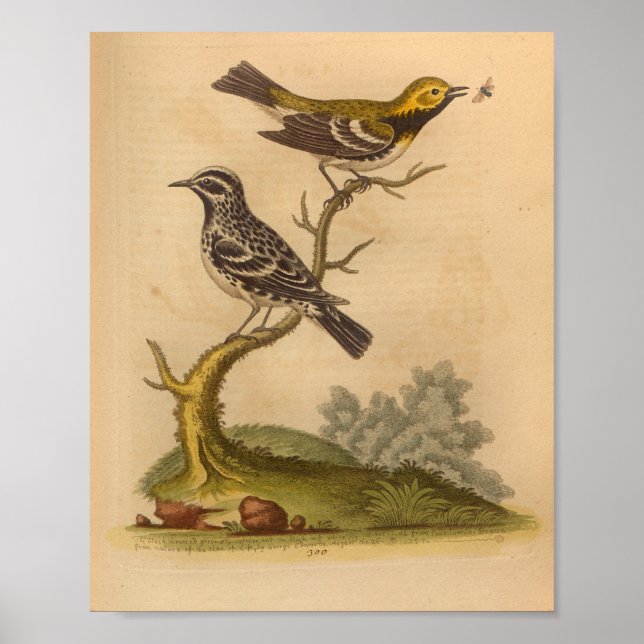 Affiche Vintage Bird Jaune noir (Devant)