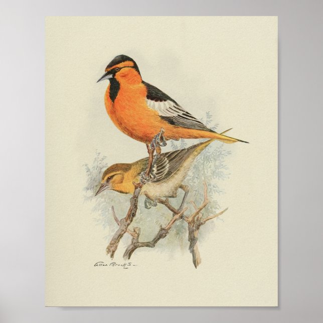 Affiche Vintage Bird Orange Brown Black Print (Devant)