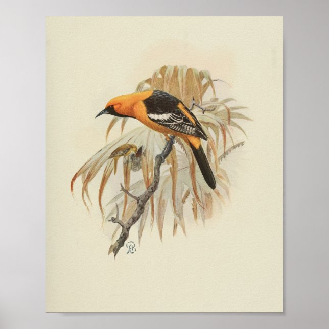 Affiche Vintage Bird Orange noir (Devant)