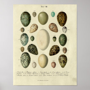 Affiche Vintage Bird Print #38 Egg #2
