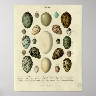 Affiche Vintage Bird Print #38 Egg #2