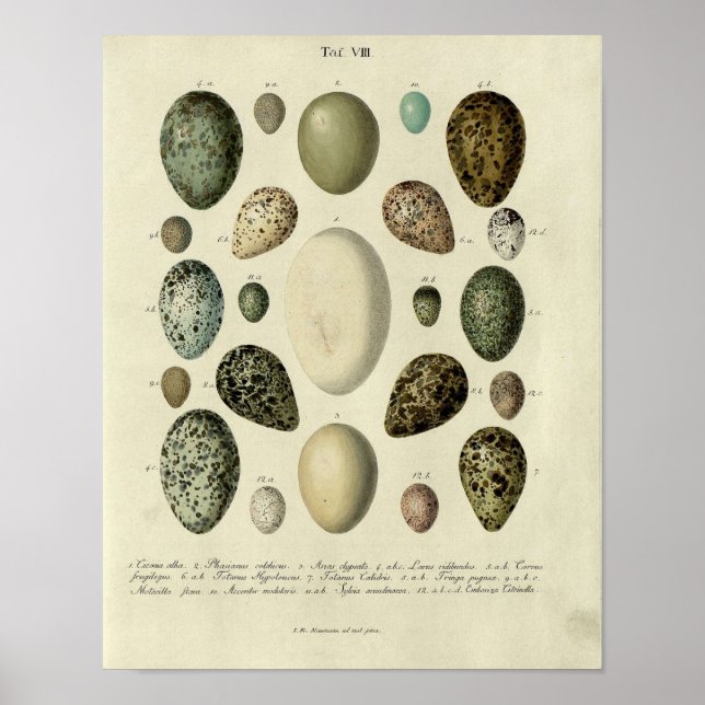 Affiche Vintage Bird Print #38 Egg #2 (Devant)