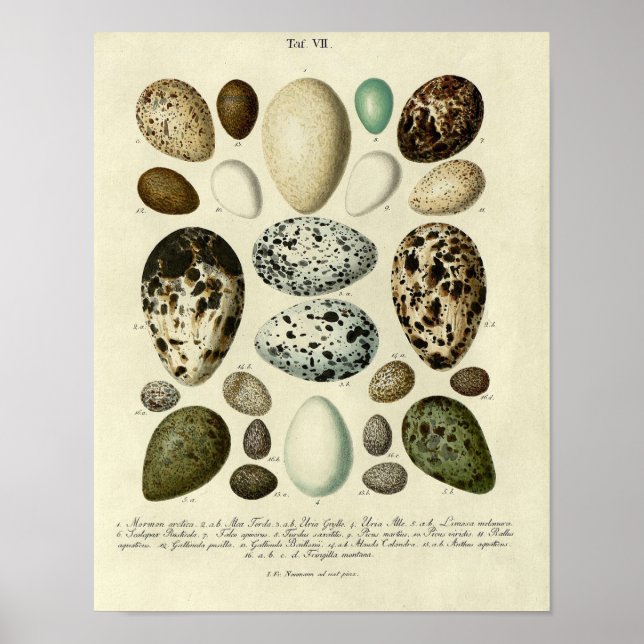 Affiche Vintage Bird Print #39 Egg #3 (Devant)