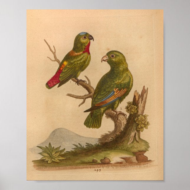 Affiche Vintage Bird Red Green Parrots Imprimer (Devant)