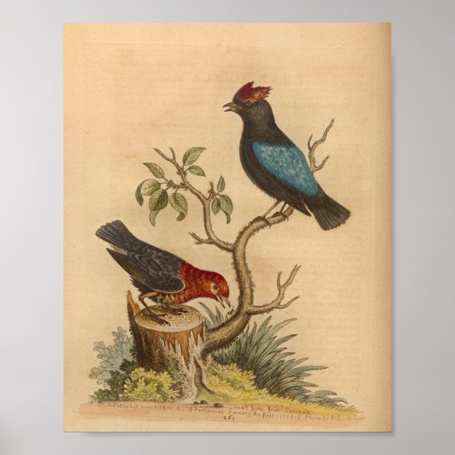 Affiche Vintage Bird Rouge Bleu (Devant)