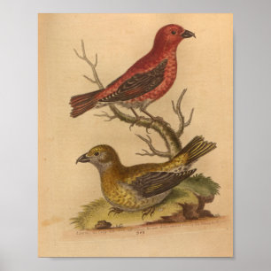 Affiche Vintage Bird Rouge Jaune Imprimer