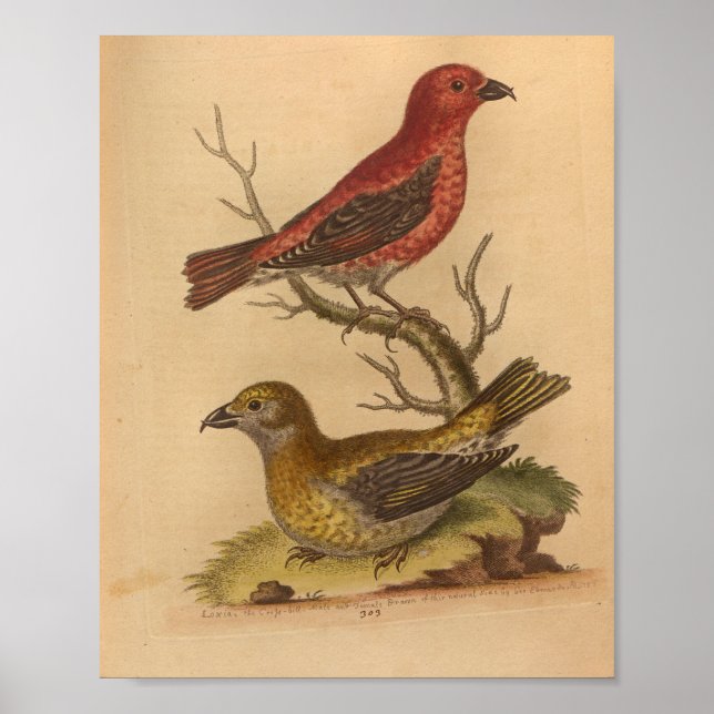 Affiche Vintage Bird Rouge Jaune Imprimer (Devant)
