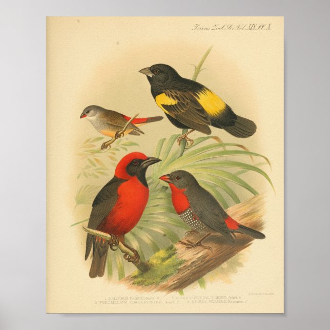 Affiche Vintage Bird Rouge Jaune Noir (Devant)