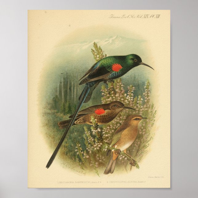 Affiche Vintage Bird Rouge Vert Brown Imprimer (Devant)
