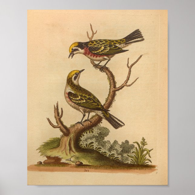 Affiche Vintage Bird Yellow Red Print (Devant)