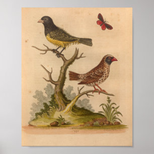 Affiche Vintage Bird Yellow Red Print