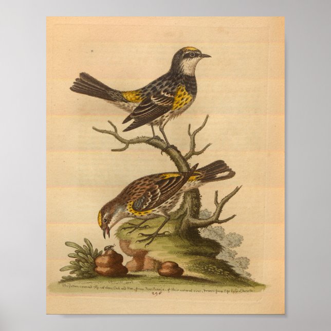 Affiche Vintage Bird Yellow Specké Imprimer (Devant)