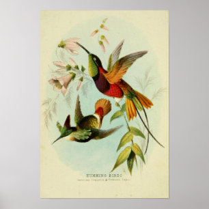 Affiche Vintage Birds Illustration