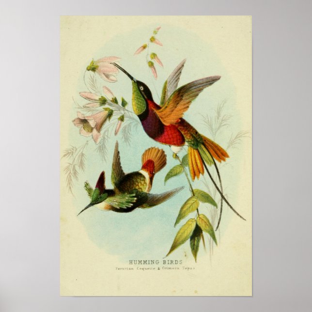 Affiche Vintage Birds Illustration (Devant)