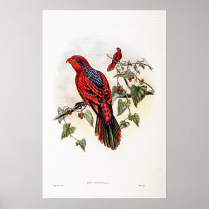 Affiche Vintage bleu rayé Lory par John Gould