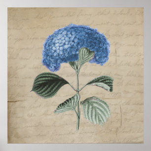 Affiche Vintage Blue Hydrangea on Old Parchment
