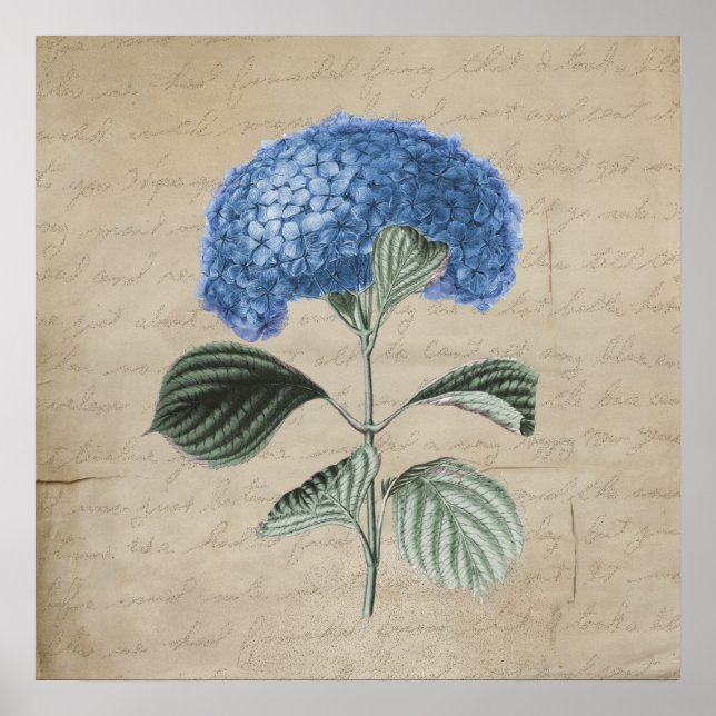 Affiche Vintage Blue Hydrangea on Old Parchment (Devant)