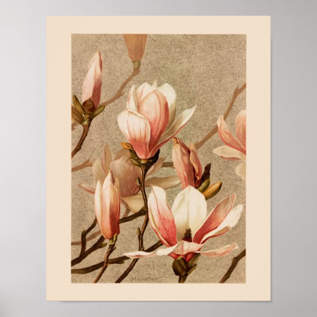 Affiche Vintage Blush Magnolias (Devant)