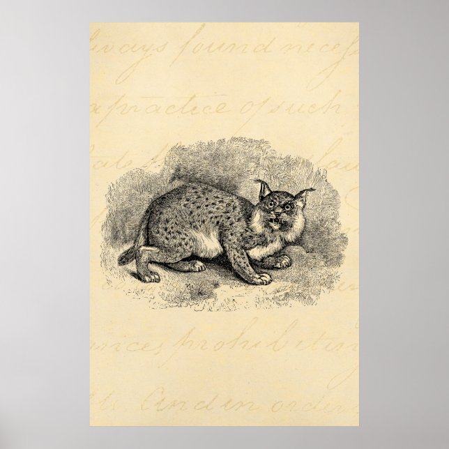 Affiche Vintage Bobcat 1800 Bob Cat Lynx Illustration (Devant)