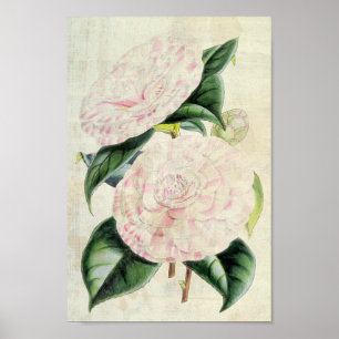 Affiche Vintage Botanical Countess of Derby Camellia
