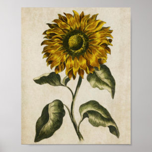 Affiche Vintage Botanical Floral Sunflower Print